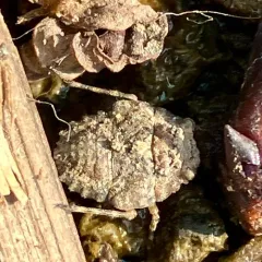 Big-eyed Toad Bug thumbnail 3