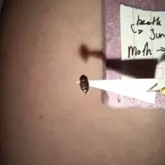 Pineapple Beetle thumbnail 3