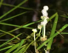 Floating Bur-reed thumbnail 4