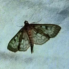 Zigzag Herpetogramma Moth thumbnail 3