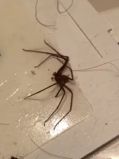 Brown Recluse thumbnail 3