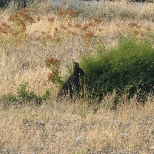 European Rabbit