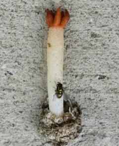 Lizard's Claw Stinkhorn thumbnail 3