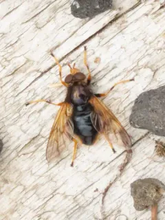 Red-cheeked Wood Fly thumbnail 1