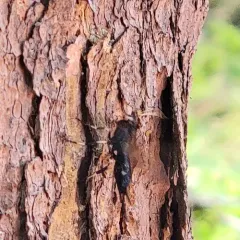 White-horned Horntail thumbnail 3