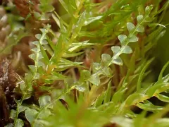 Bog Pouchwort thumbnail 4