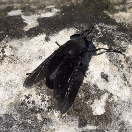 Black Horse Fly