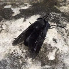 Black Horse Fly thumbnail 1