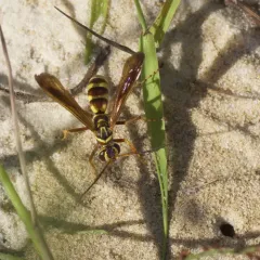 Interrupted Spider Wasp thumbnail 4
