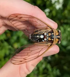 Bush Cicada thumbnail 4