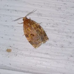 Oak Webworm Moth thumbnail 4