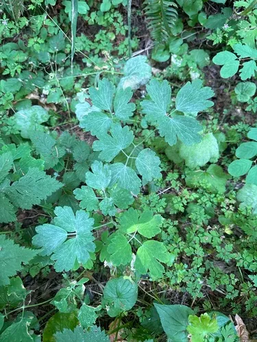 Erysiphe aquilegiae
