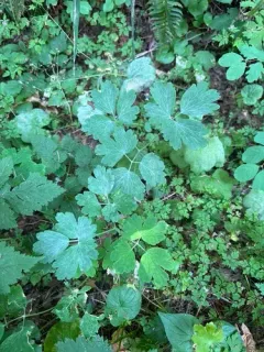 Erysiphe aquilegiae thumbnail 1