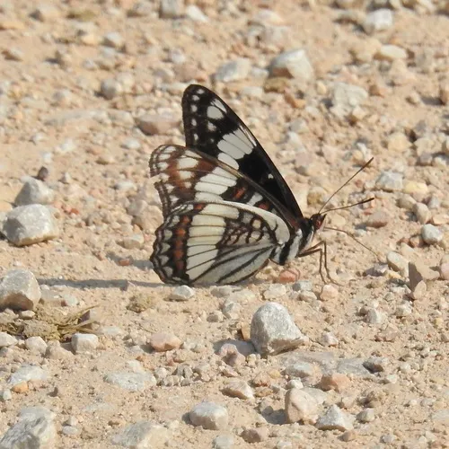Weidemeyer's Admiral