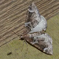 Northwestern Phoenix Moth thumbnail 4