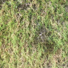 Oregon spikemoss thumbnail 2
