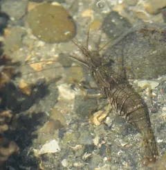 Rockpool Prawn thumbnail 4