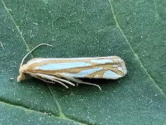 Snakeweed Borer Moth thumbnail 2