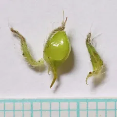 Salmon Cat's-eye thumbnail 2