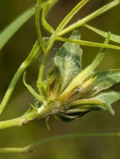 Asphondylia pseudorosa thumbnail 3