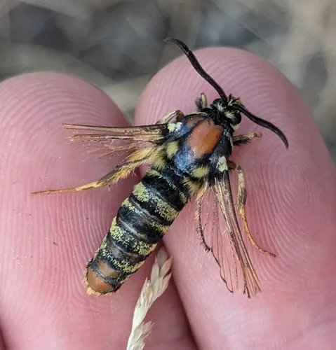 Sesia pacificum