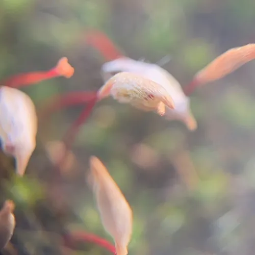 bristly haircap moss
