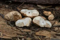 Lactarius crassus thumbnail 2