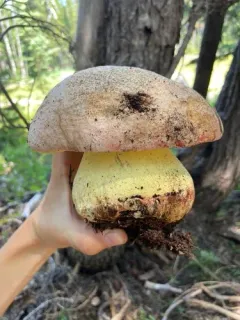 Spring Butter Bolete thumbnail 4
