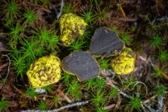Rhizopogon truncatus thumbnail 2