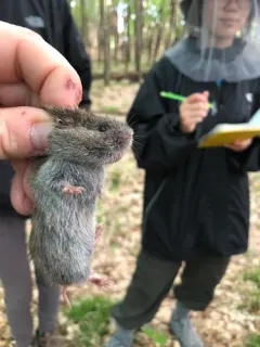 Southern Bog Lemming thumbnail 4