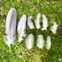Band-tailed Pigeon thumbnail 1