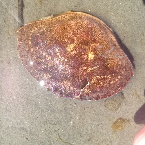 Jonah Crab