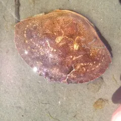 Jonah Crab thumbnail 1