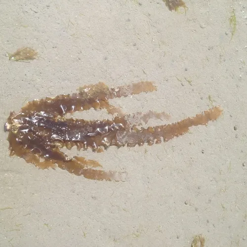 Sugar Kelp