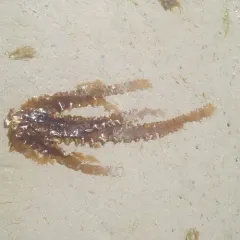 Sugar Kelp thumbnail 1
