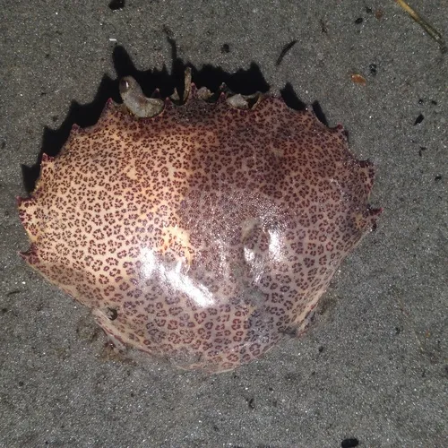 Lady Crab
