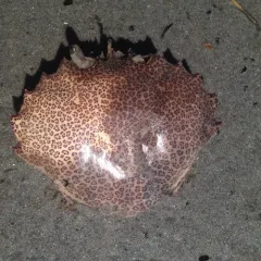 Lady Crab thumbnail 1