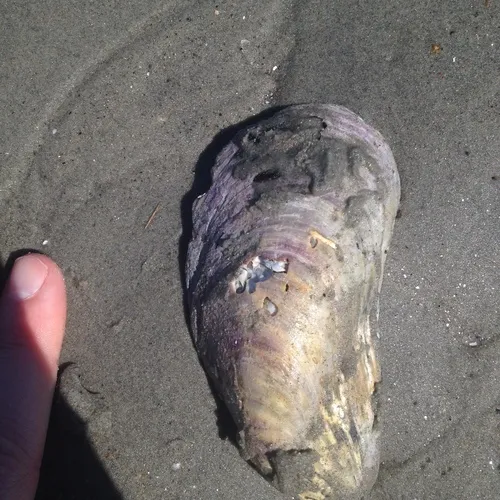 Northern Horse Mussel