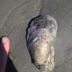 Northern Horse Mussel thumbnail 1
