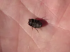 Ephalus latimanus thumbnail 4