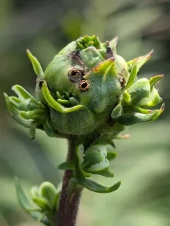 Asphondylia lacinariae thumbnail 4