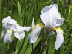 Iris florentina thumbnail 3