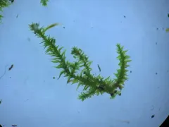 Lindberg's Maple-moss thumbnail 2