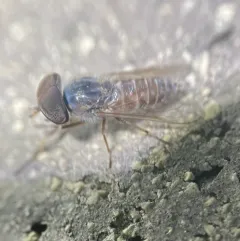 Tabanus pumilus thumbnail 3