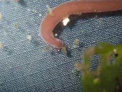 Amphiporus angulatus thumbnail 3