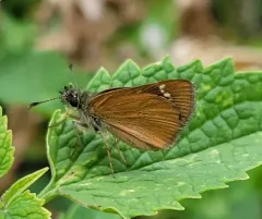 Russet Skipperling thumbnail 2