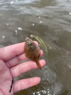 Smooth Flounder thumbnail 3