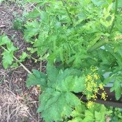 wild parsnip thumbnail 2