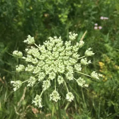 wild carrot thumbnail 3