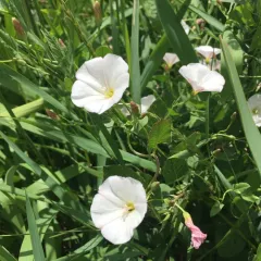 field bindweed thumbnail 4
